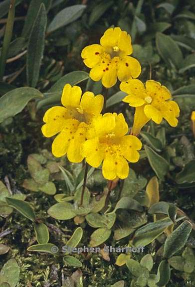 erythranthe primuloides 3 graphic